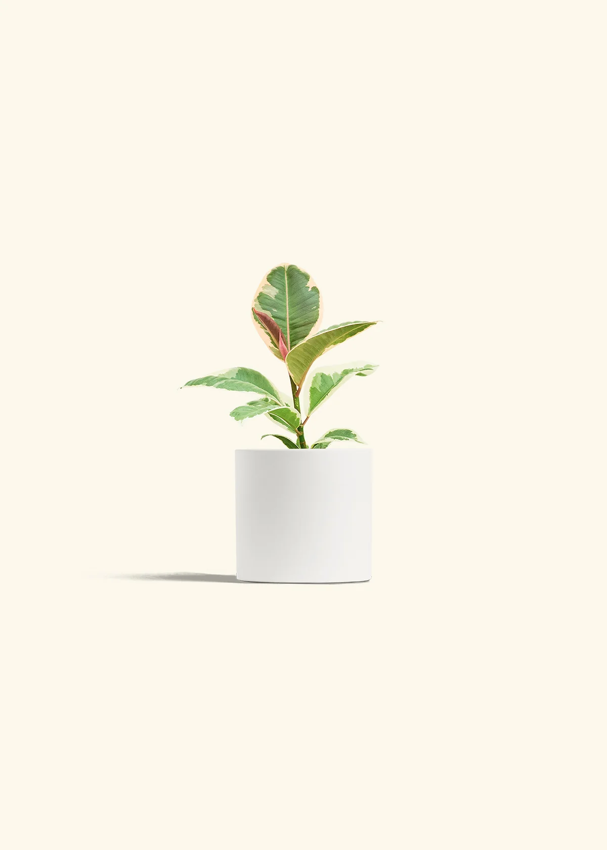 Ruby Rubber Tree, Small - Image 4