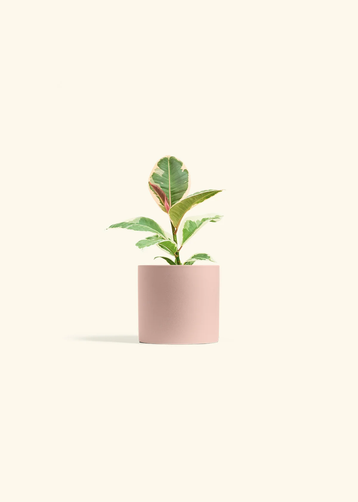 Ruby Rubber Tree, Small - Image 5