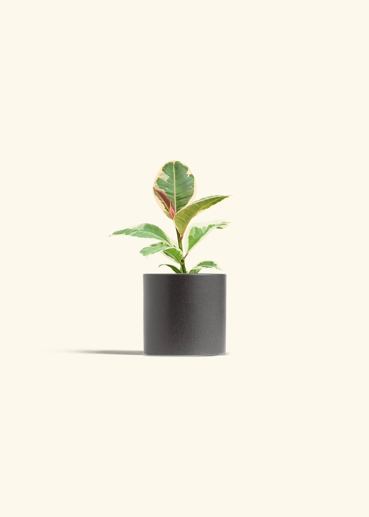 Ruby Rubber Tree, Small - Image 6