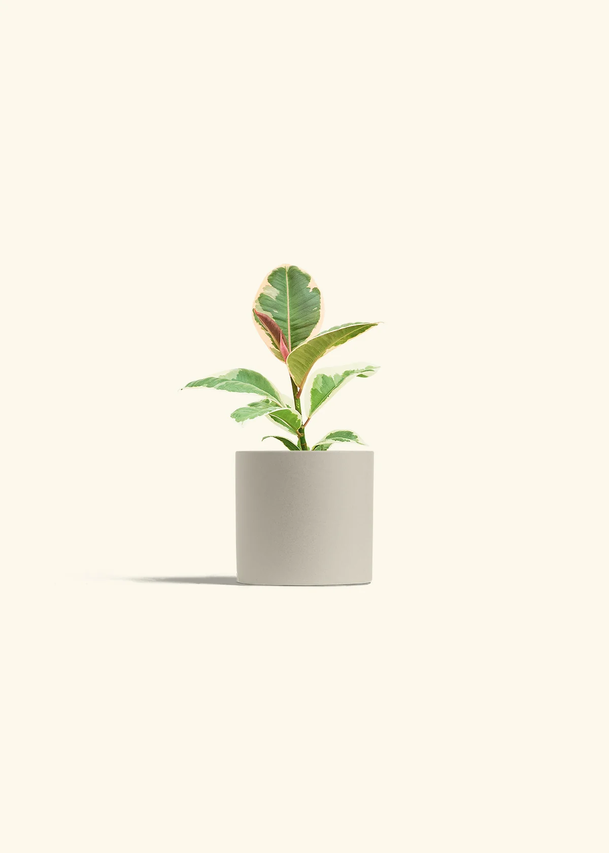Ruby Rubber Tree, Small - Image 7