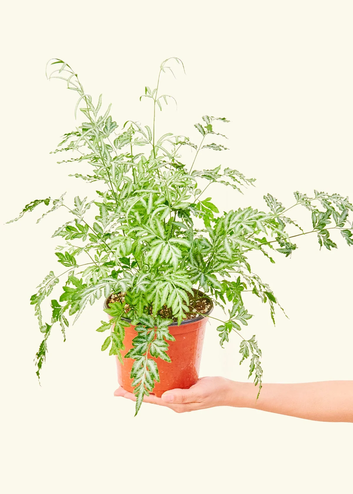 Silver Lace Fern, Medium - Image 3