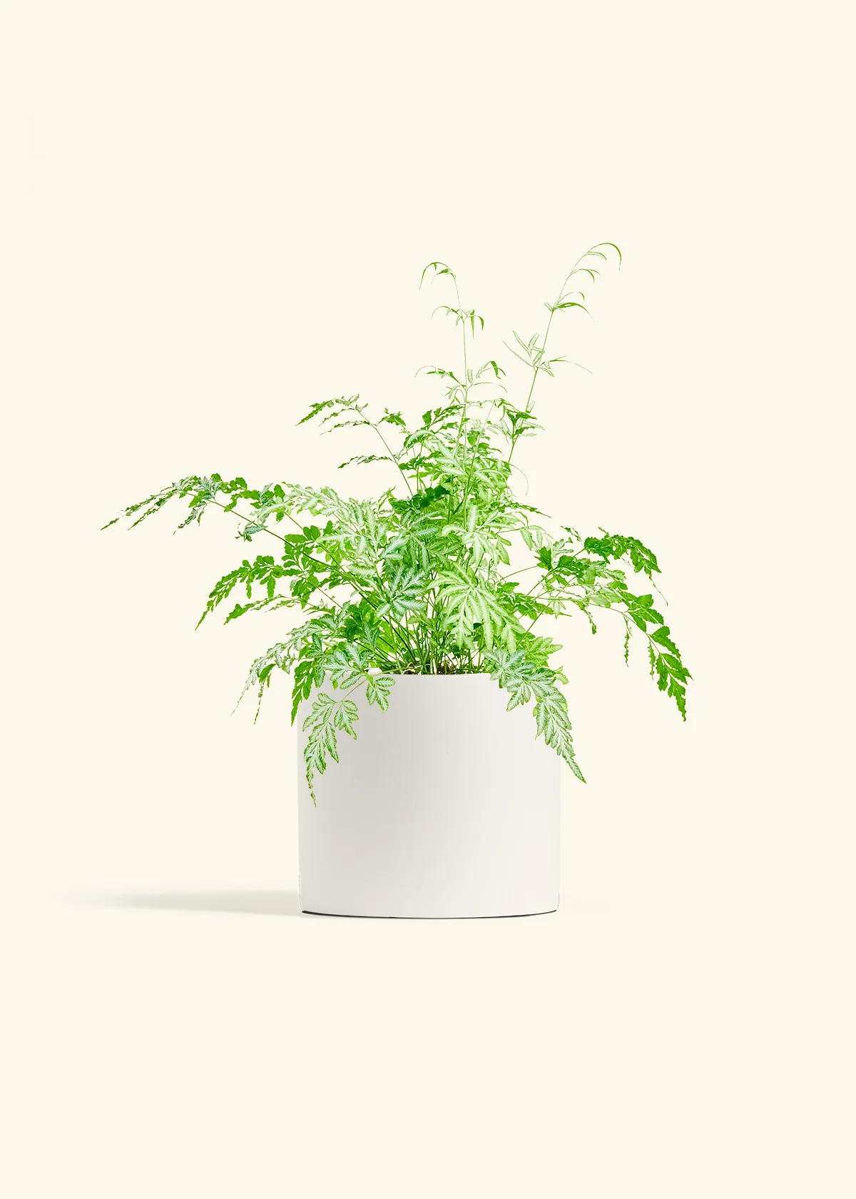Silver Lace Fern, Medium - Image 4