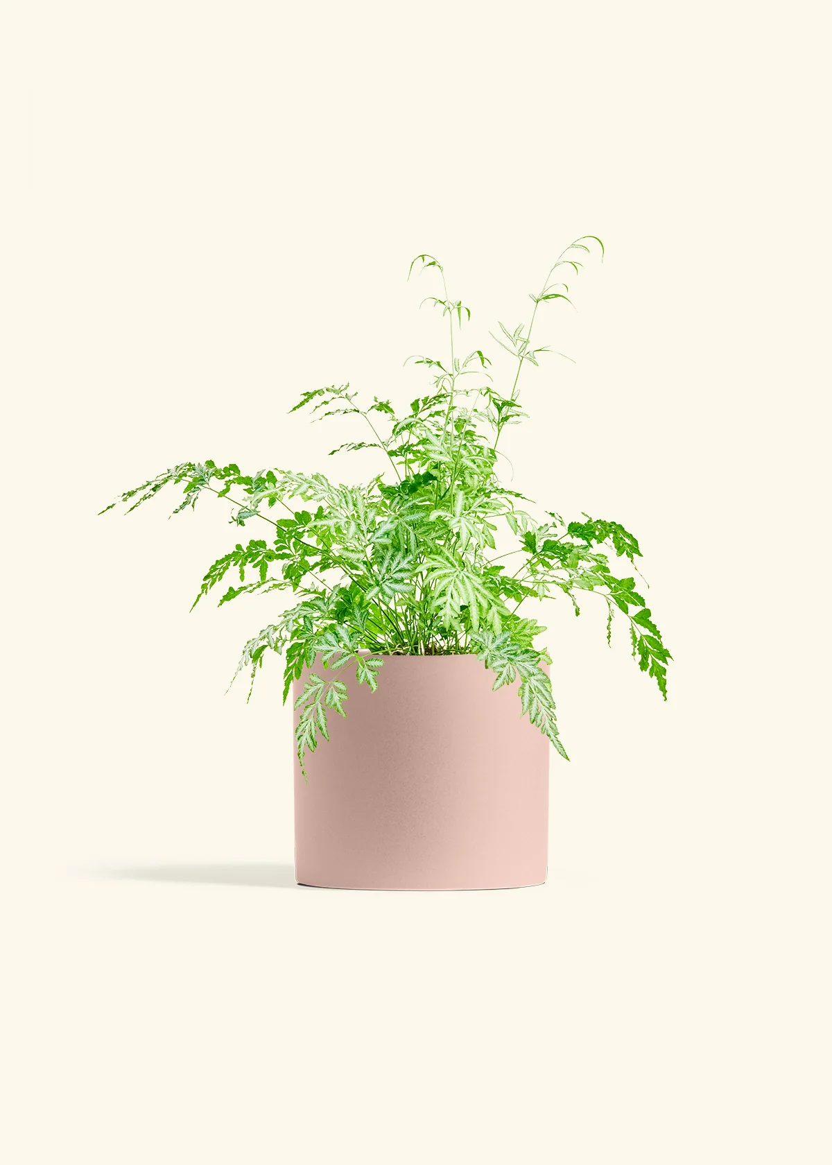 Silver Lace Fern, Medium - Image 5