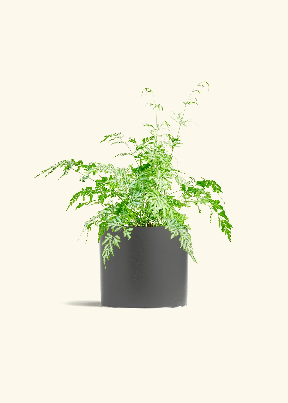 Silver Lace Fern, Medium - Image 6