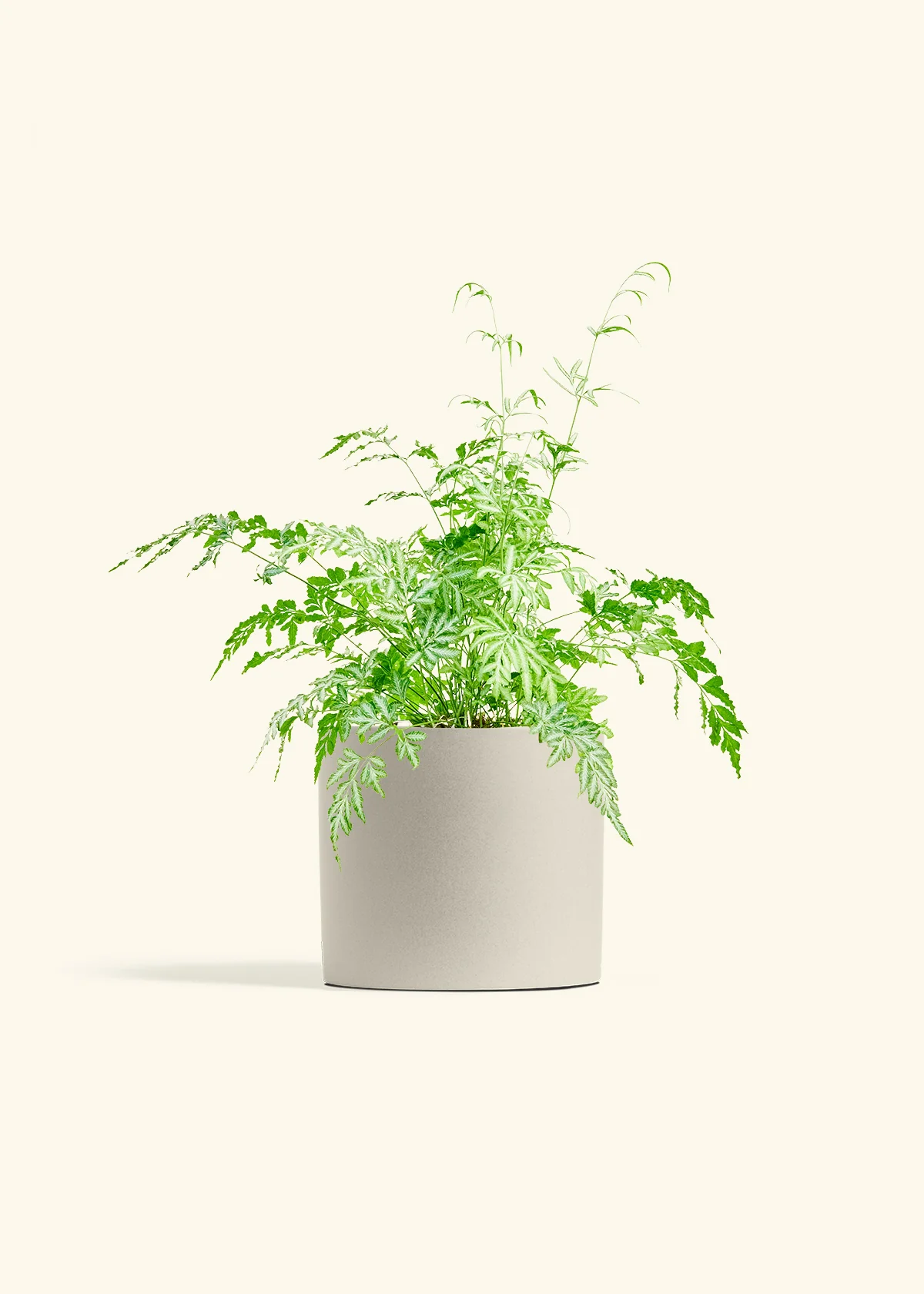 Silver Lace Fern, Medium - Image 7