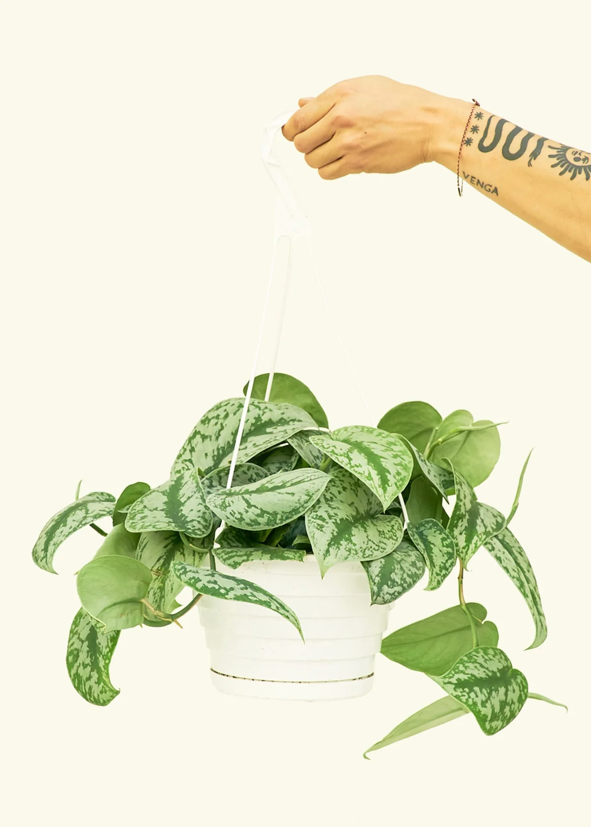 Silver Pothos 'Exotica', Large - Image 2