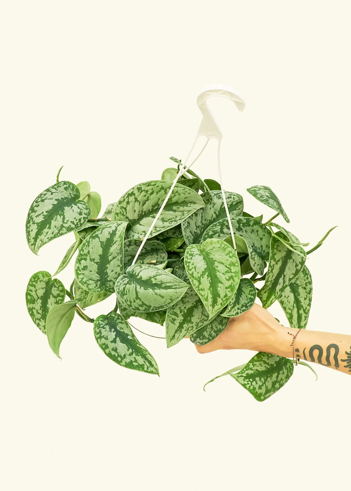 Silver Pothos 'Exotica', Large - Image 3