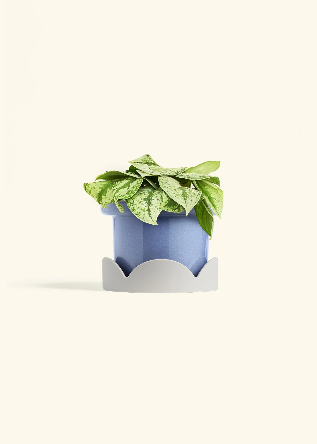 Silver Pothos 'Exotica', Medium - Image 10