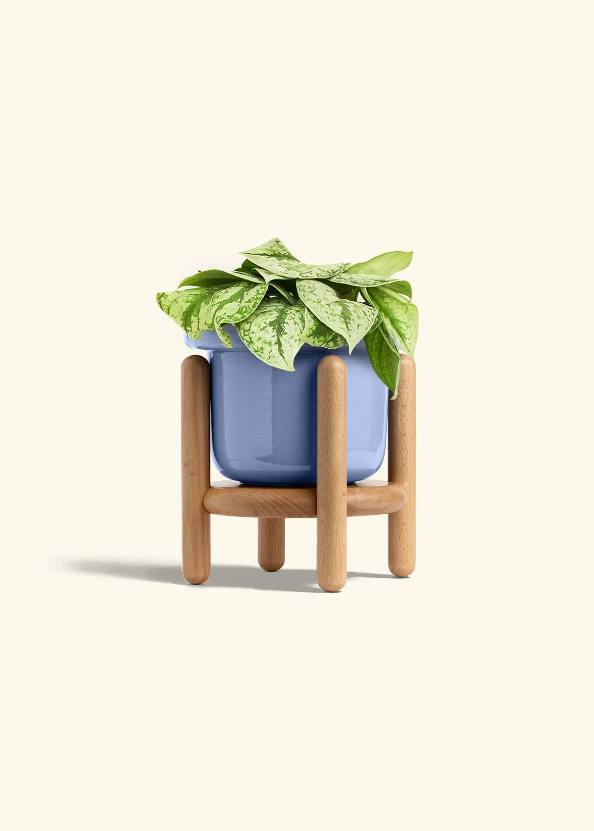 Silver Pothos 'Exotica', Medium - Image 11