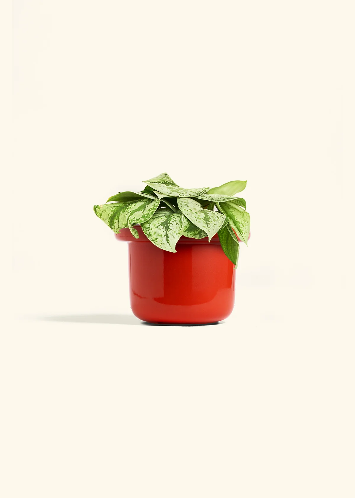 Silver Pothos 'Exotica', Medium - Image 12