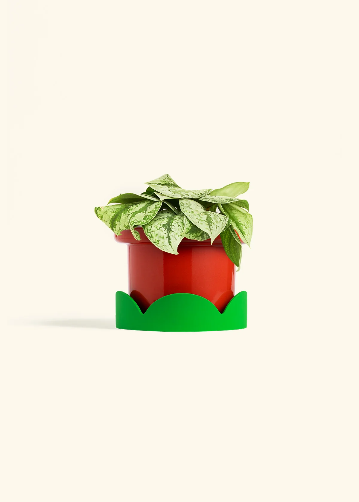 Silver Pothos 'Exotica', Medium - Image 13