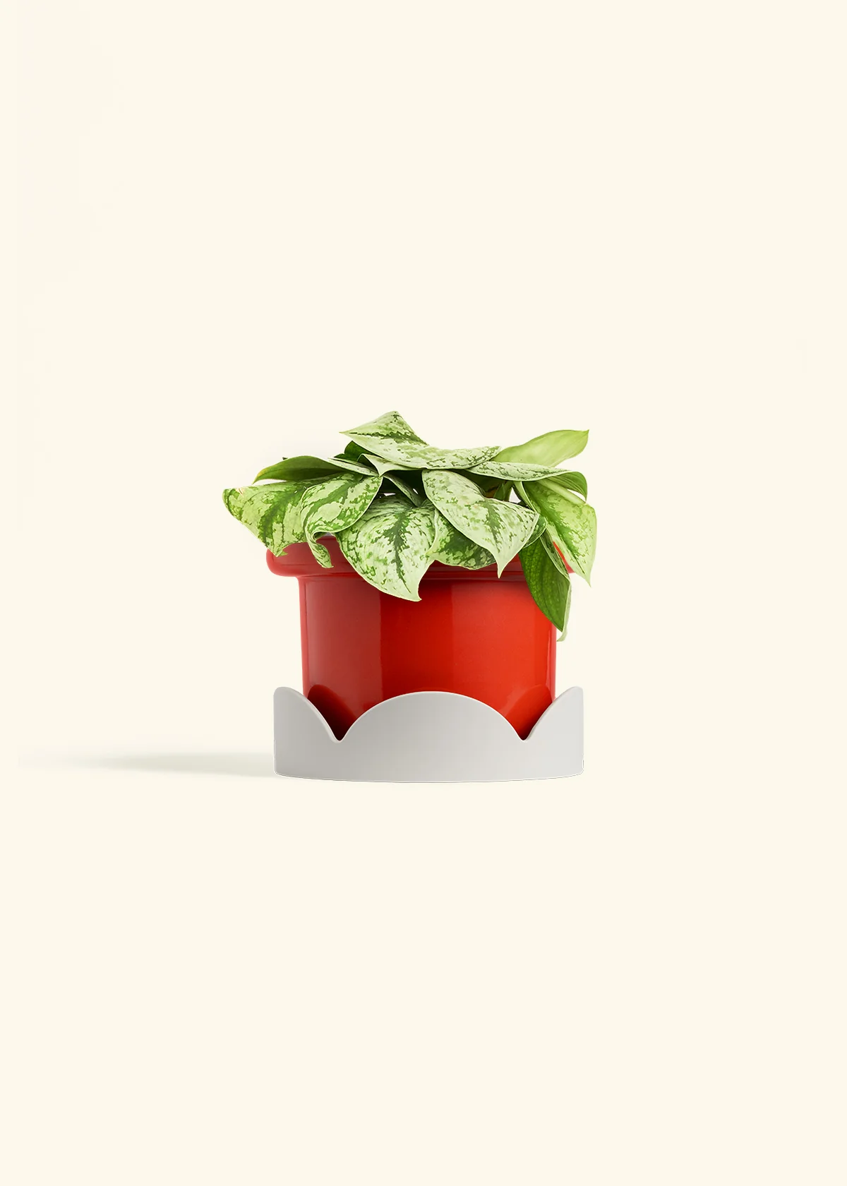 Silver Pothos 'Exotica', Medium - Image 14
