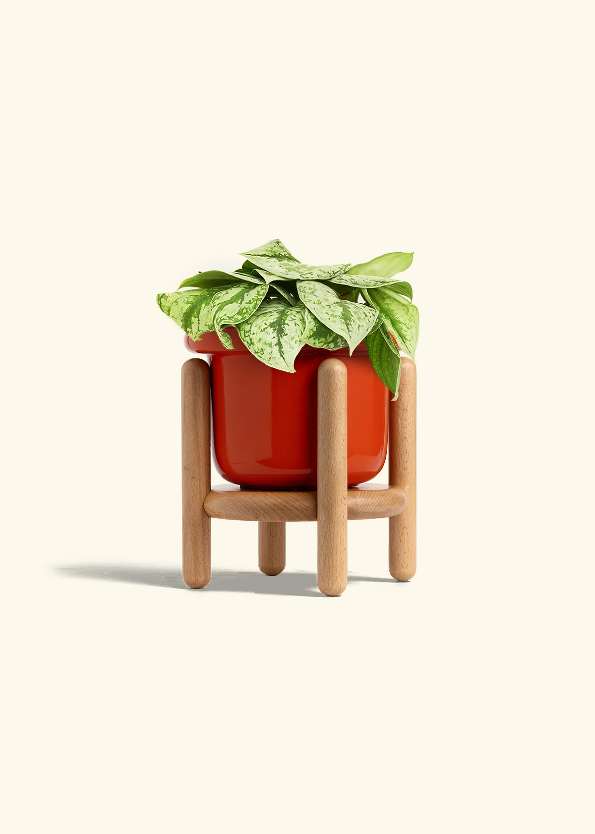Silver Pothos 'Exotica', Medium - Image 15