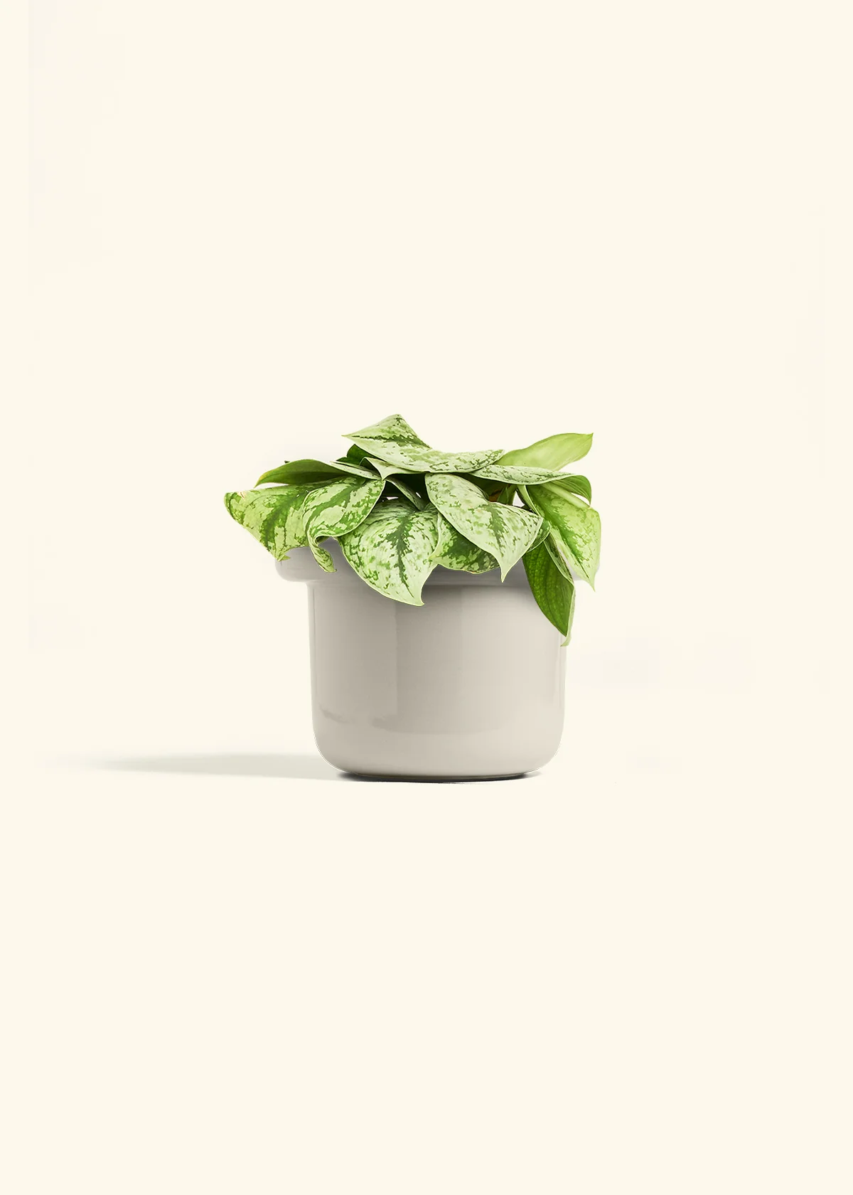 Silver Pothos 'Exotica', Medium - Image 16