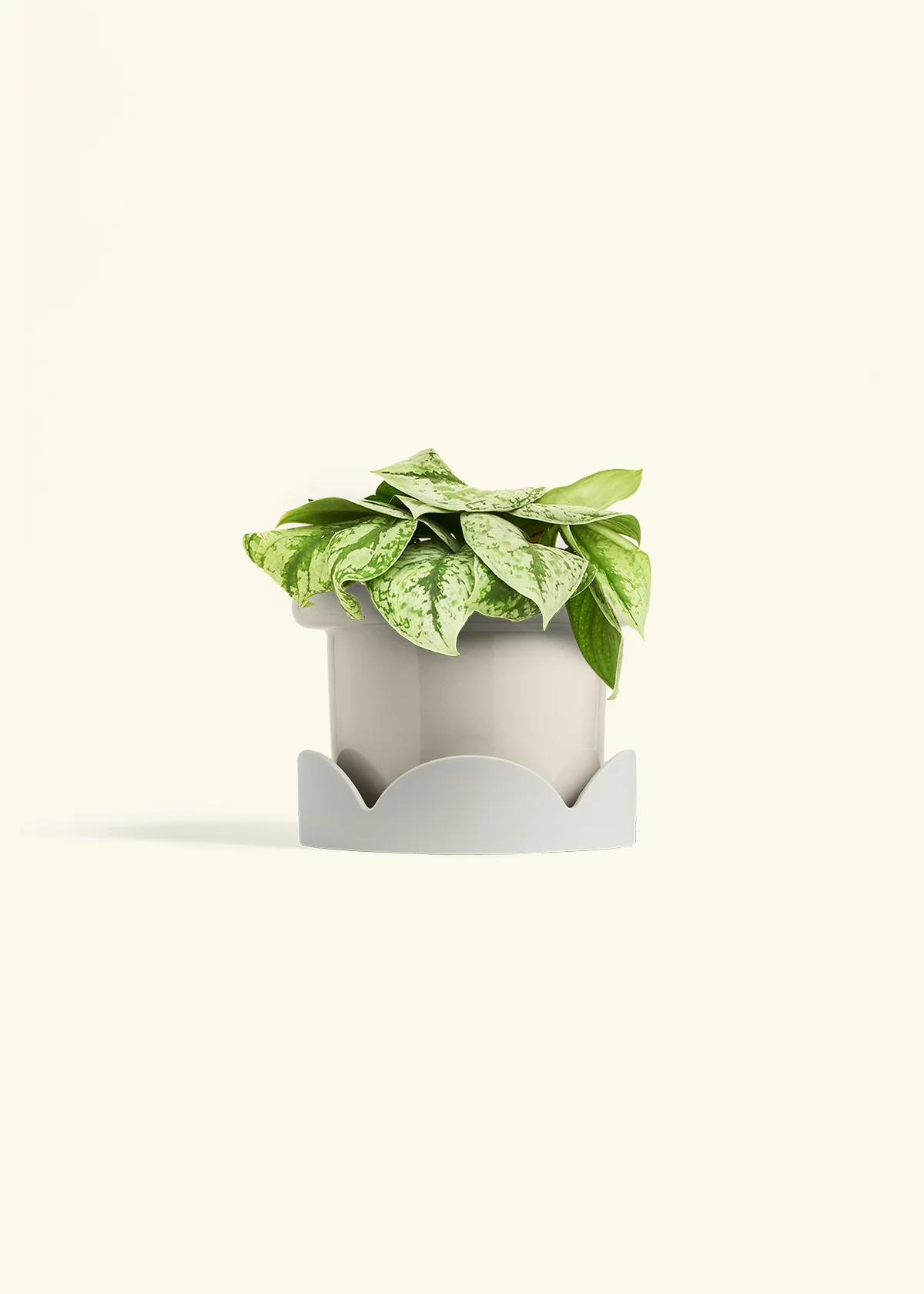 Silver Pothos 'Exotica', Medium - Image 17