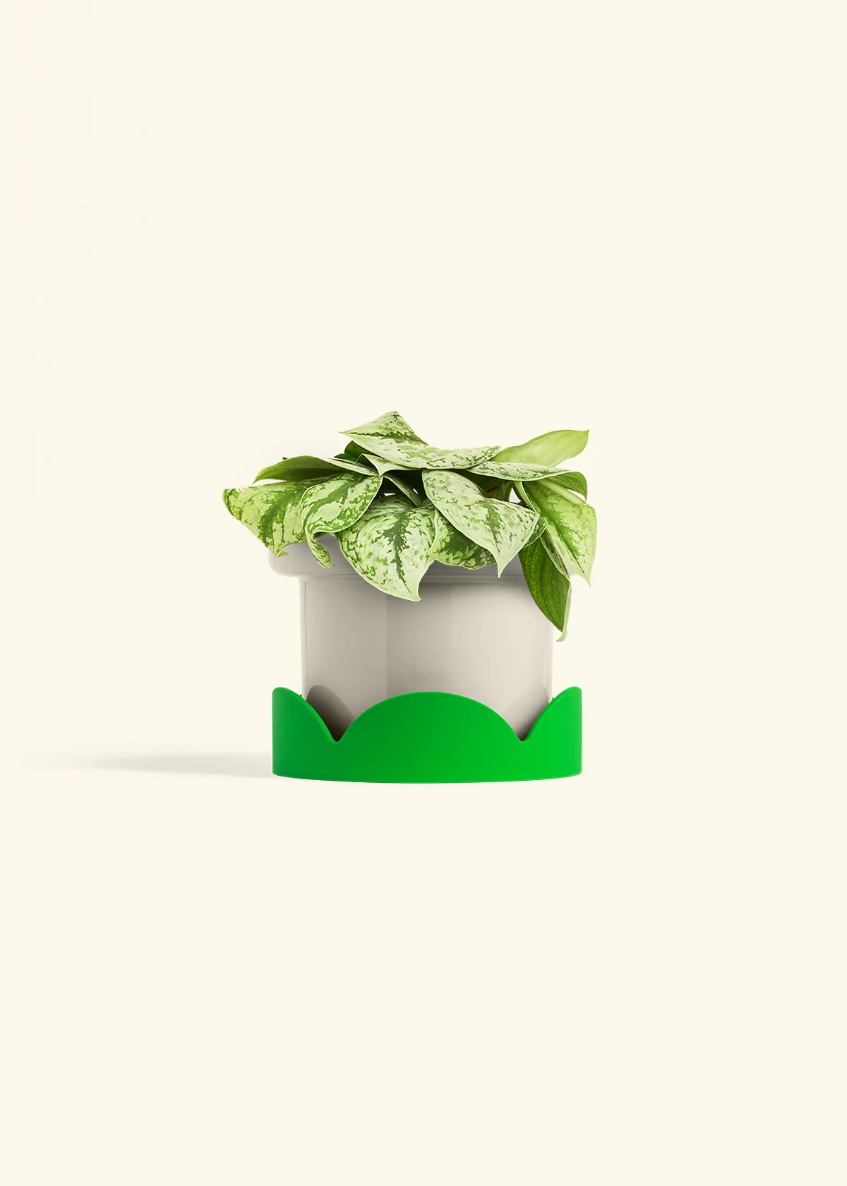 Silver Pothos 'Exotica', Medium - Image 18