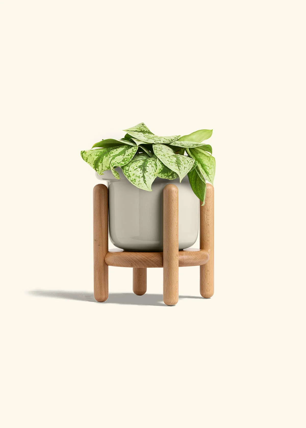 Silver Pothos 'Exotica', Medium - Image 19