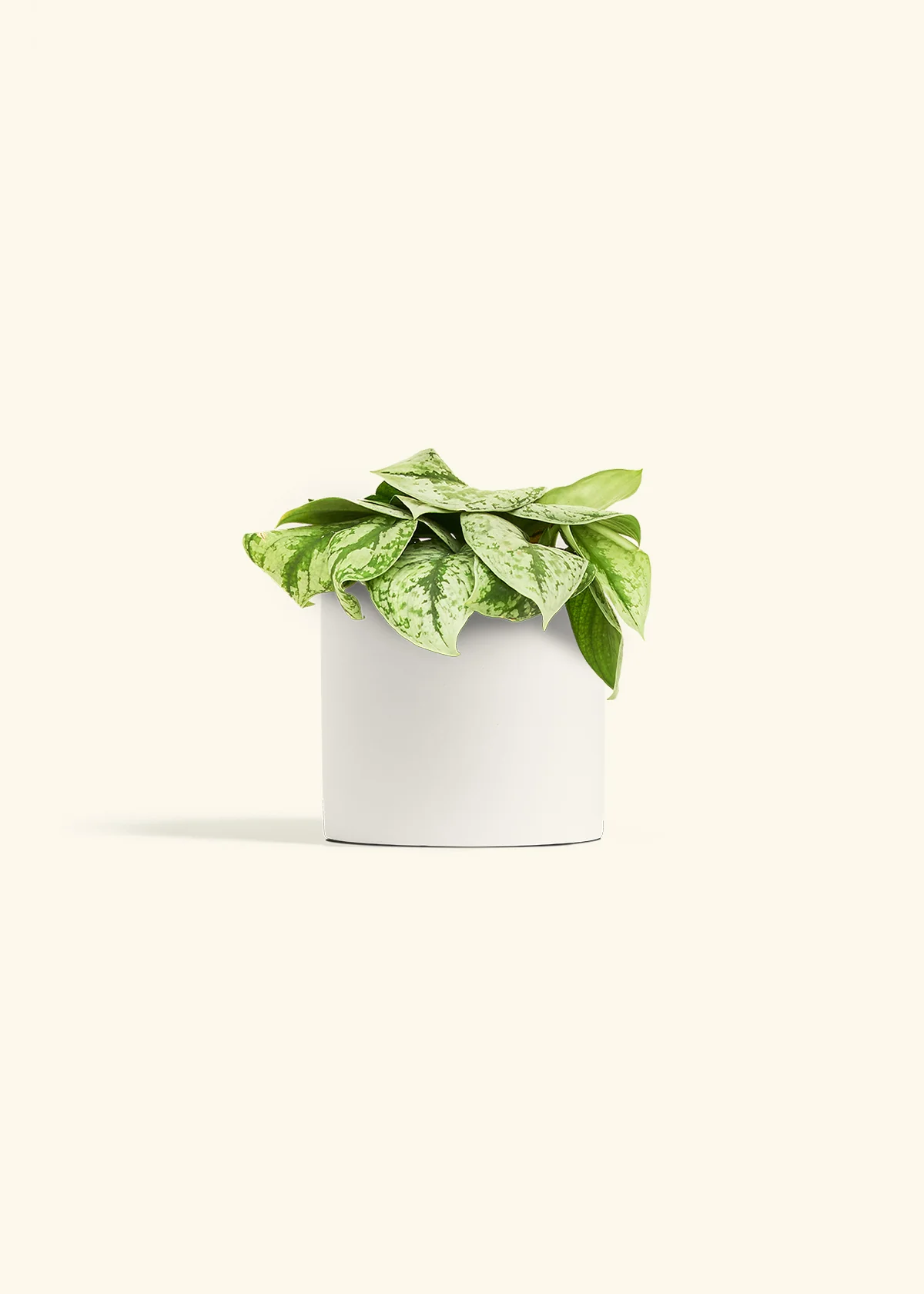 Silver Pothos 'Exotica', Medium - Image 20