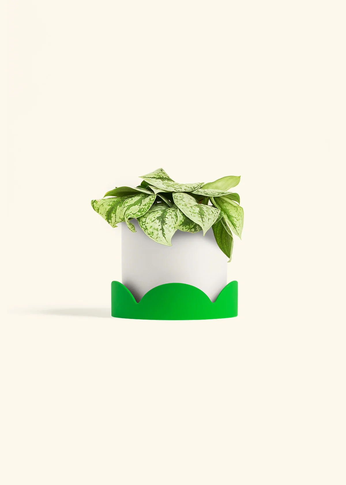 Silver Pothos 'Exotica', Medium - Image 21