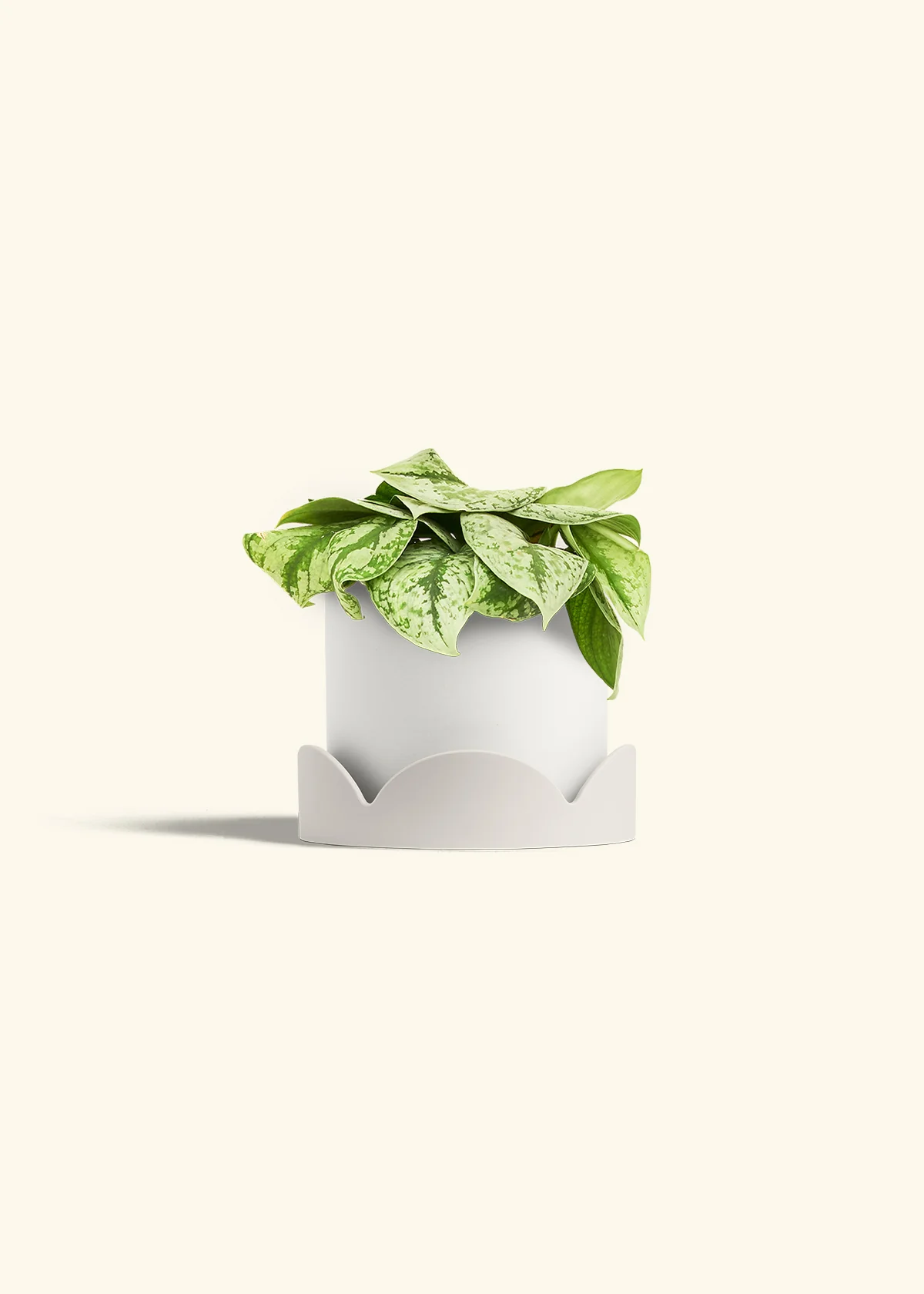 Silver Pothos 'Exotica', Medium - Image 22