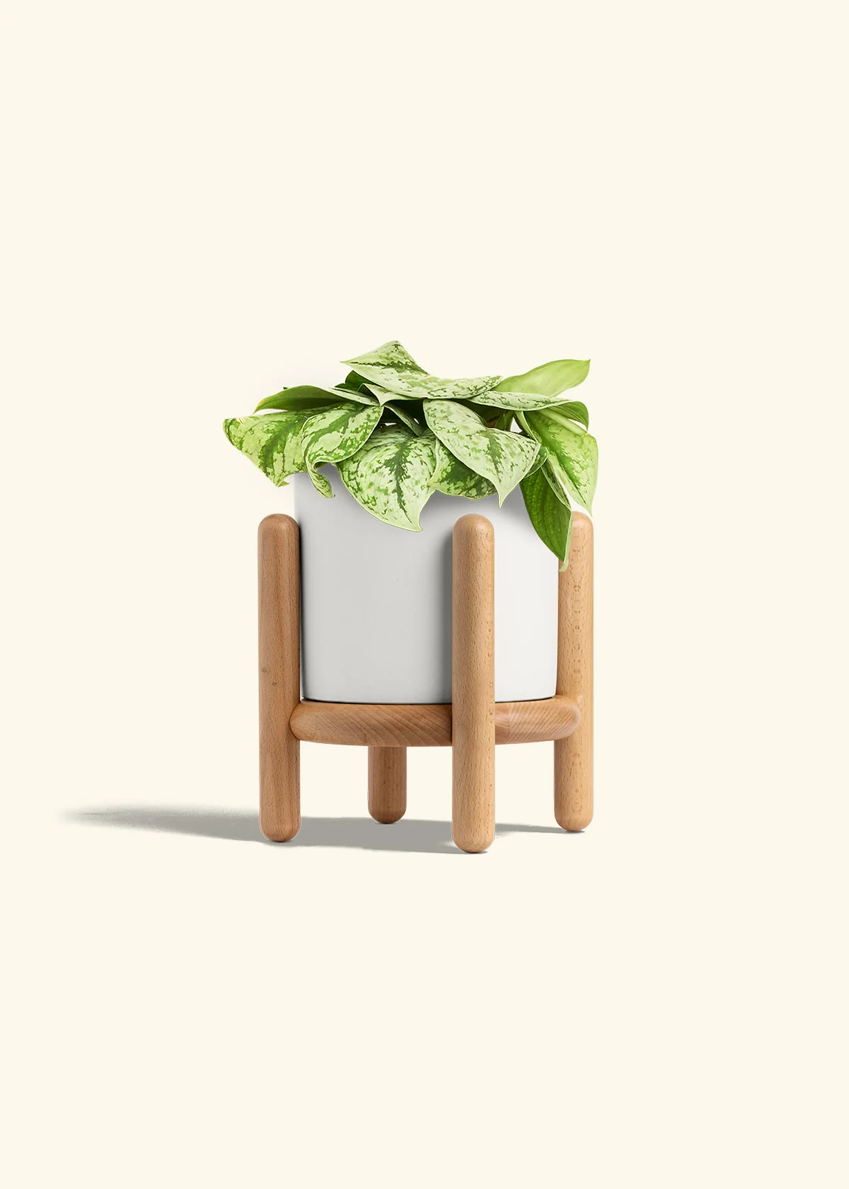 Silver Pothos 'Exotica', Medium - Image 23