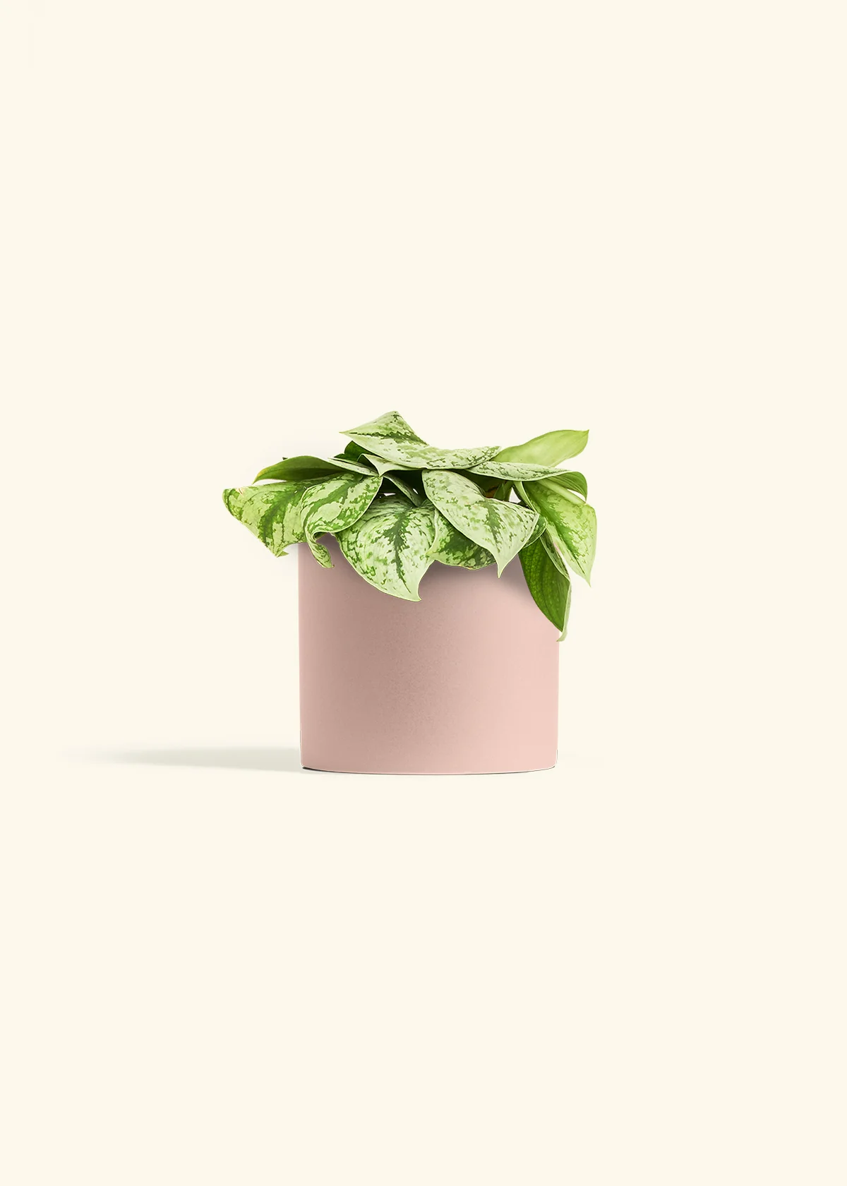 Silver Pothos 'Exotica', Medium - Image 24