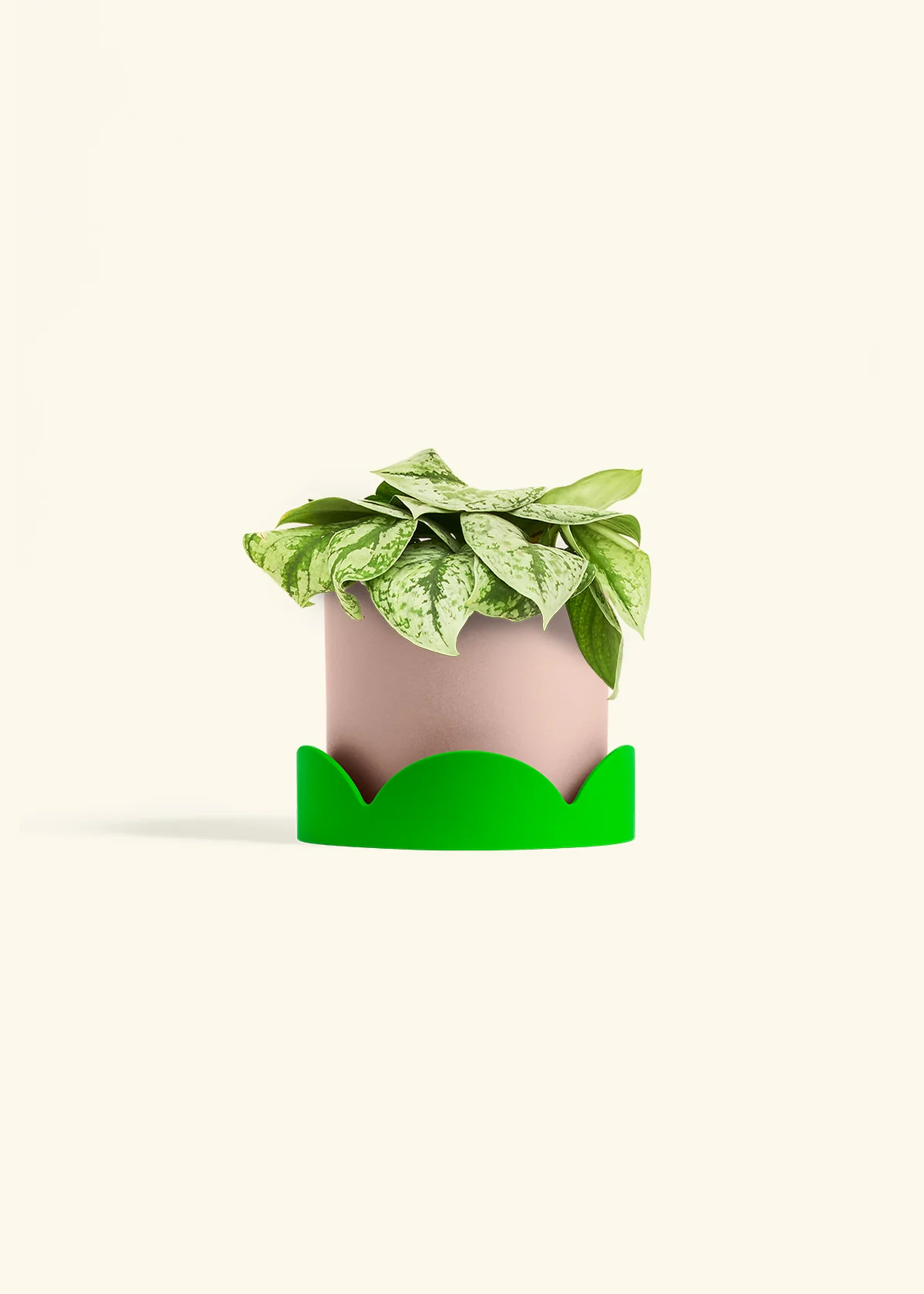 Silver Pothos 'Exotica', Medium - Image 25