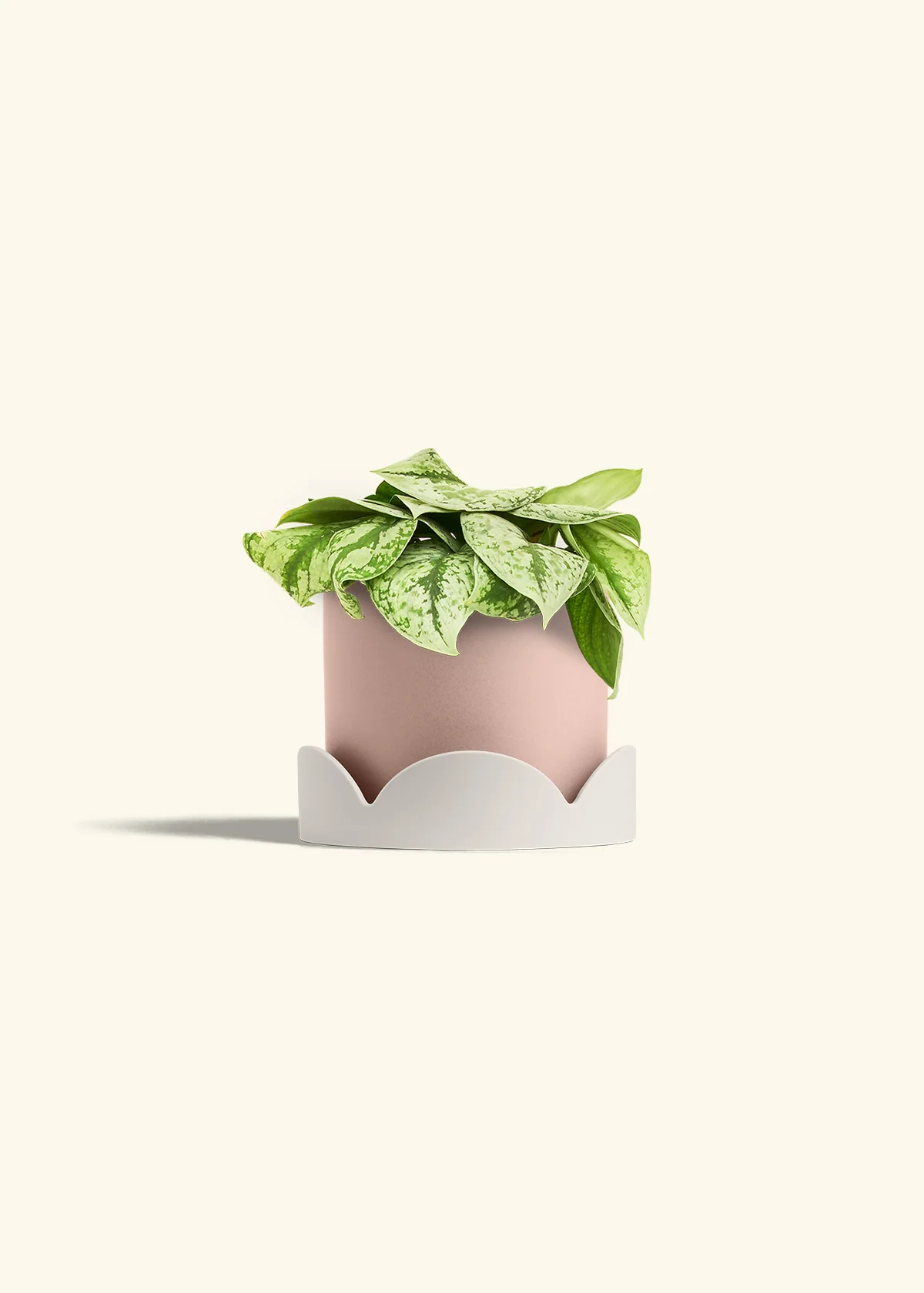 Silver Pothos 'Exotica', Medium - Image 26