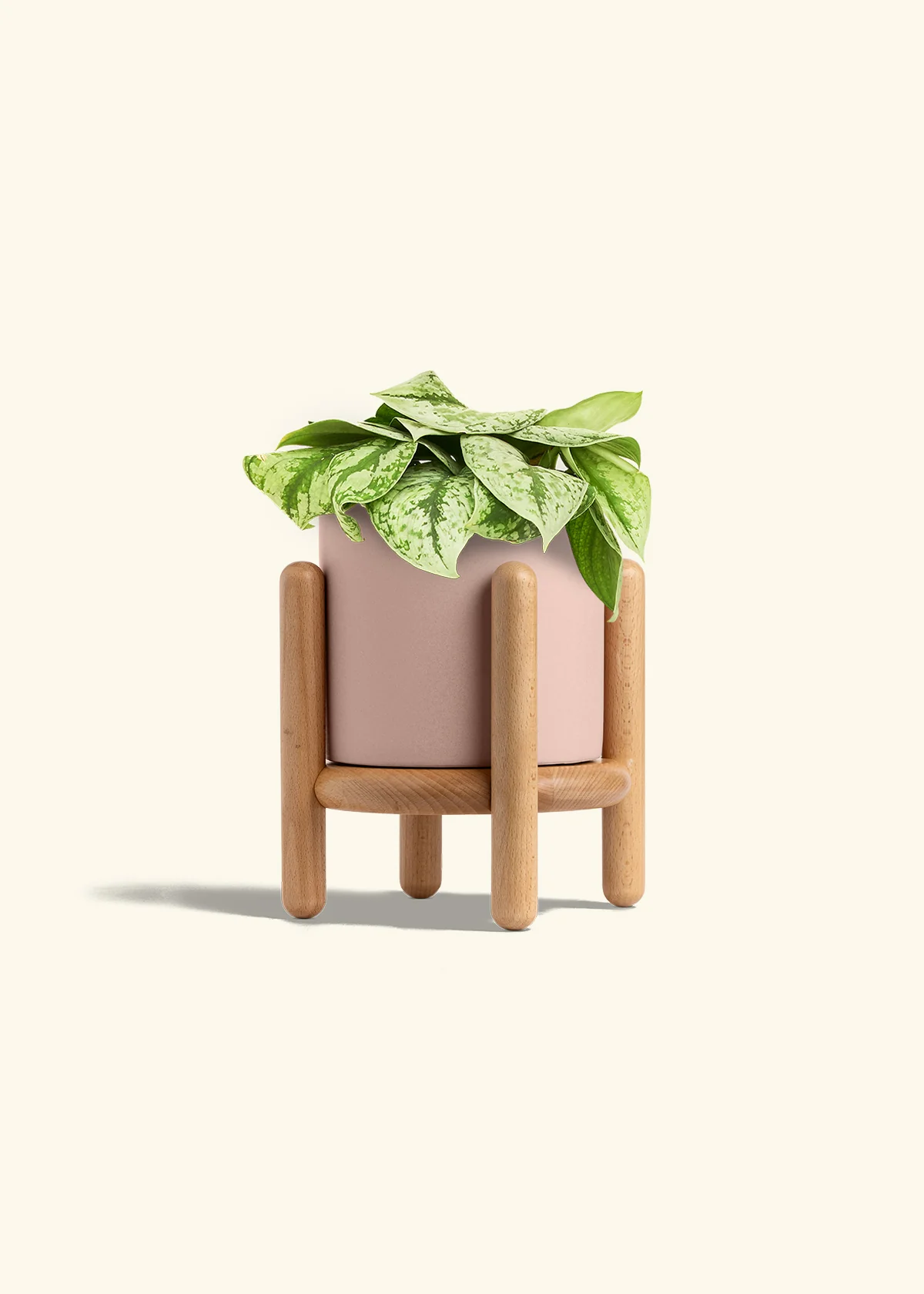 Silver Pothos 'Exotica', Medium - Image 27
