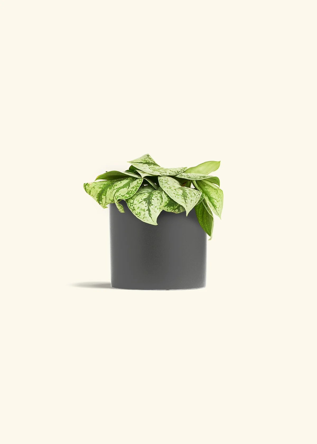 Silver Pothos 'Exotica', Medium - Image 28