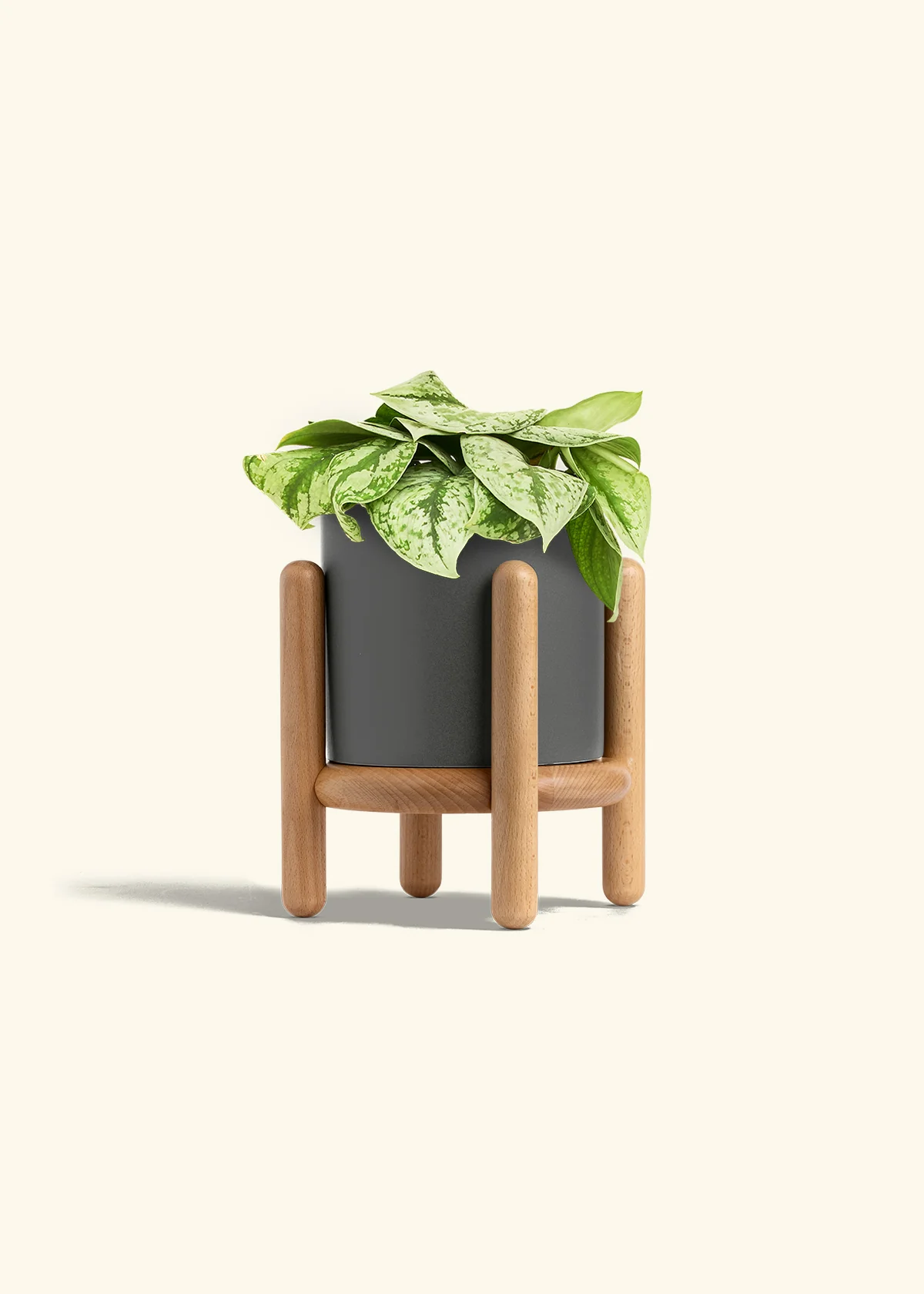 Silver Pothos 'Exotica', Medium - Image 29
