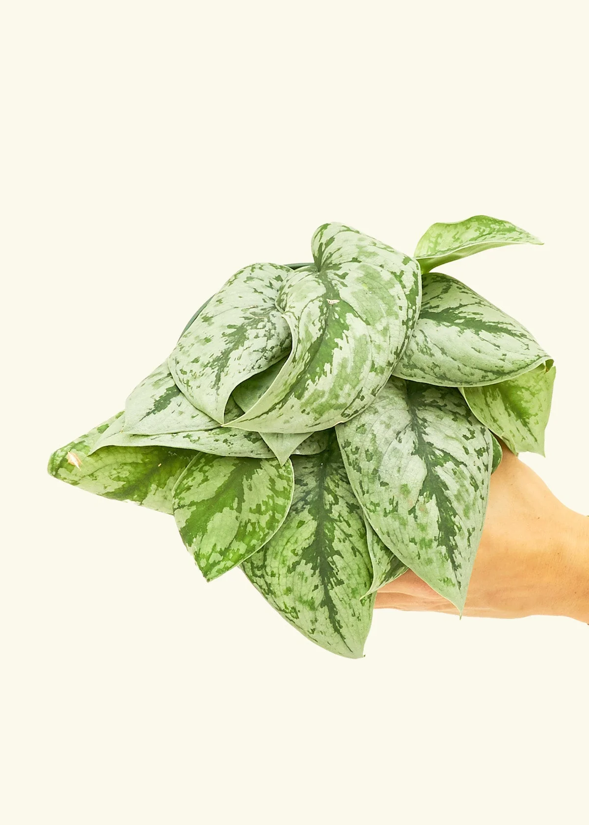 Silver Pothos 'Exotica', Medium - Image 3