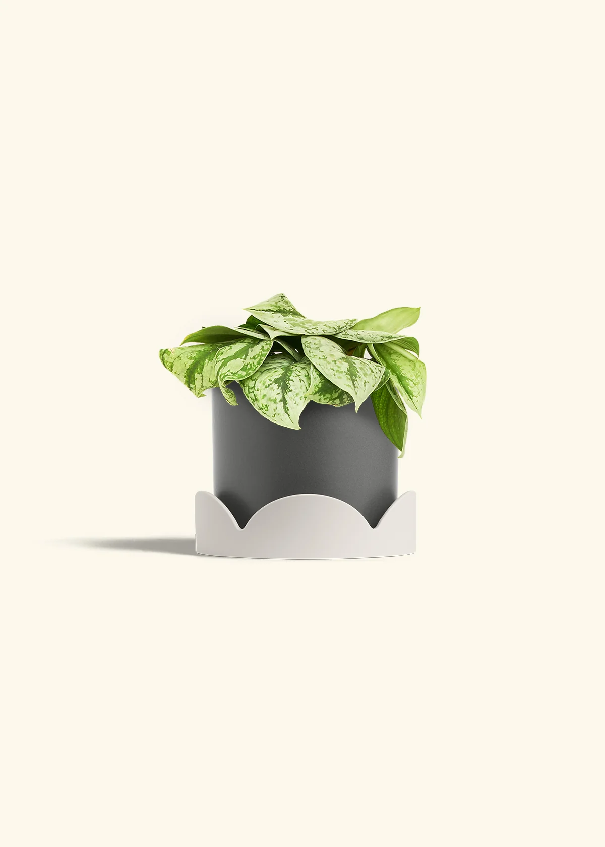 Silver Pothos 'Exotica', Medium - Image 30
