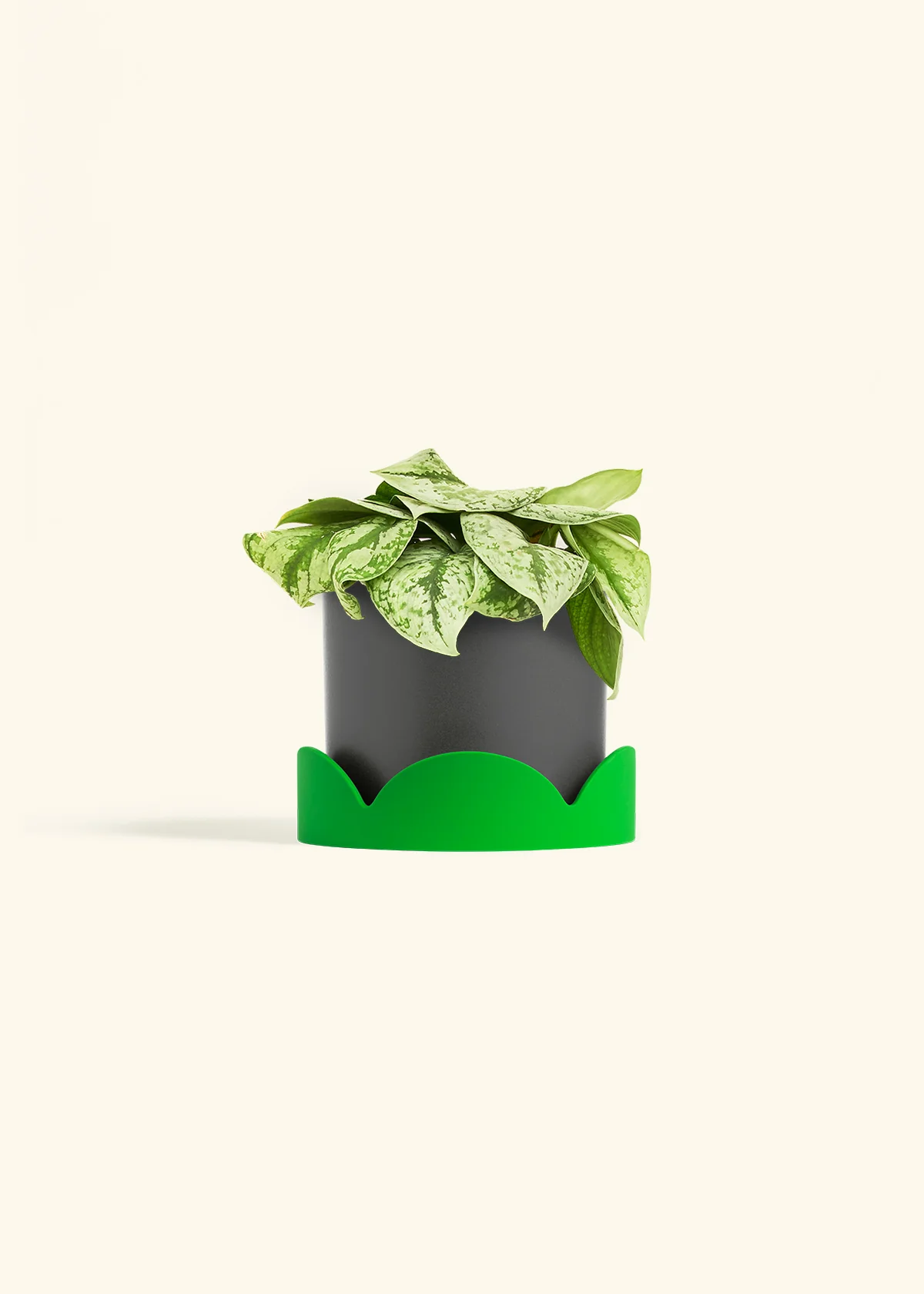 Silver Pothos 'Exotica', Medium - Image 31