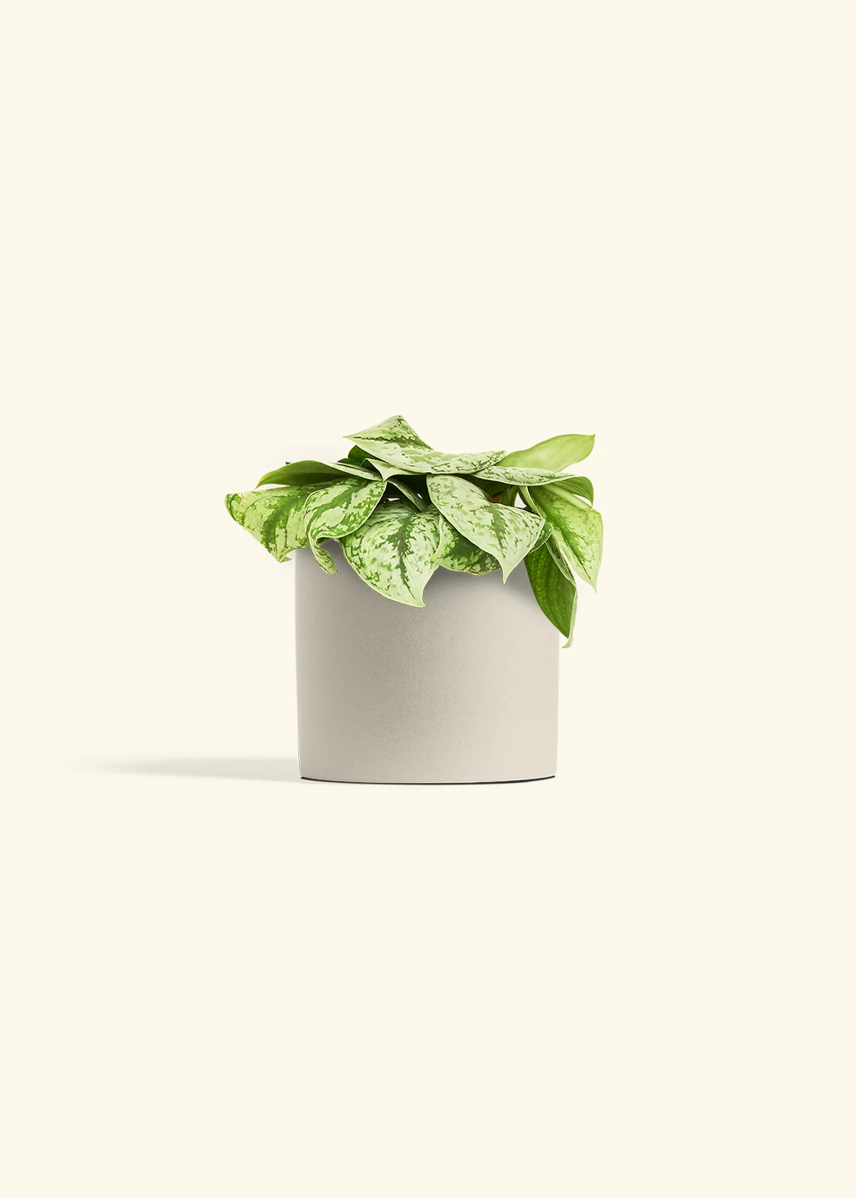 Silver Pothos 'Exotica', Medium - Image 32