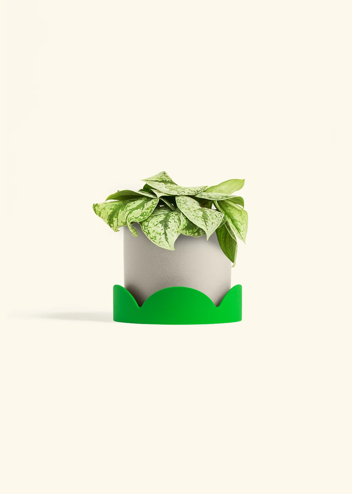Silver Pothos 'Exotica', Medium - Image 33