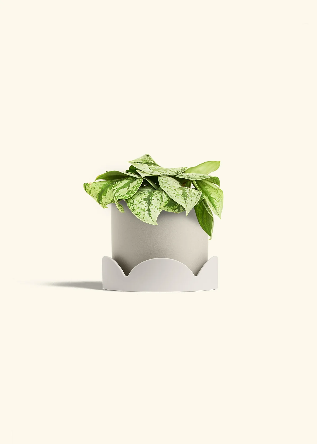 Silver Pothos 'Exotica', Medium - Image 34