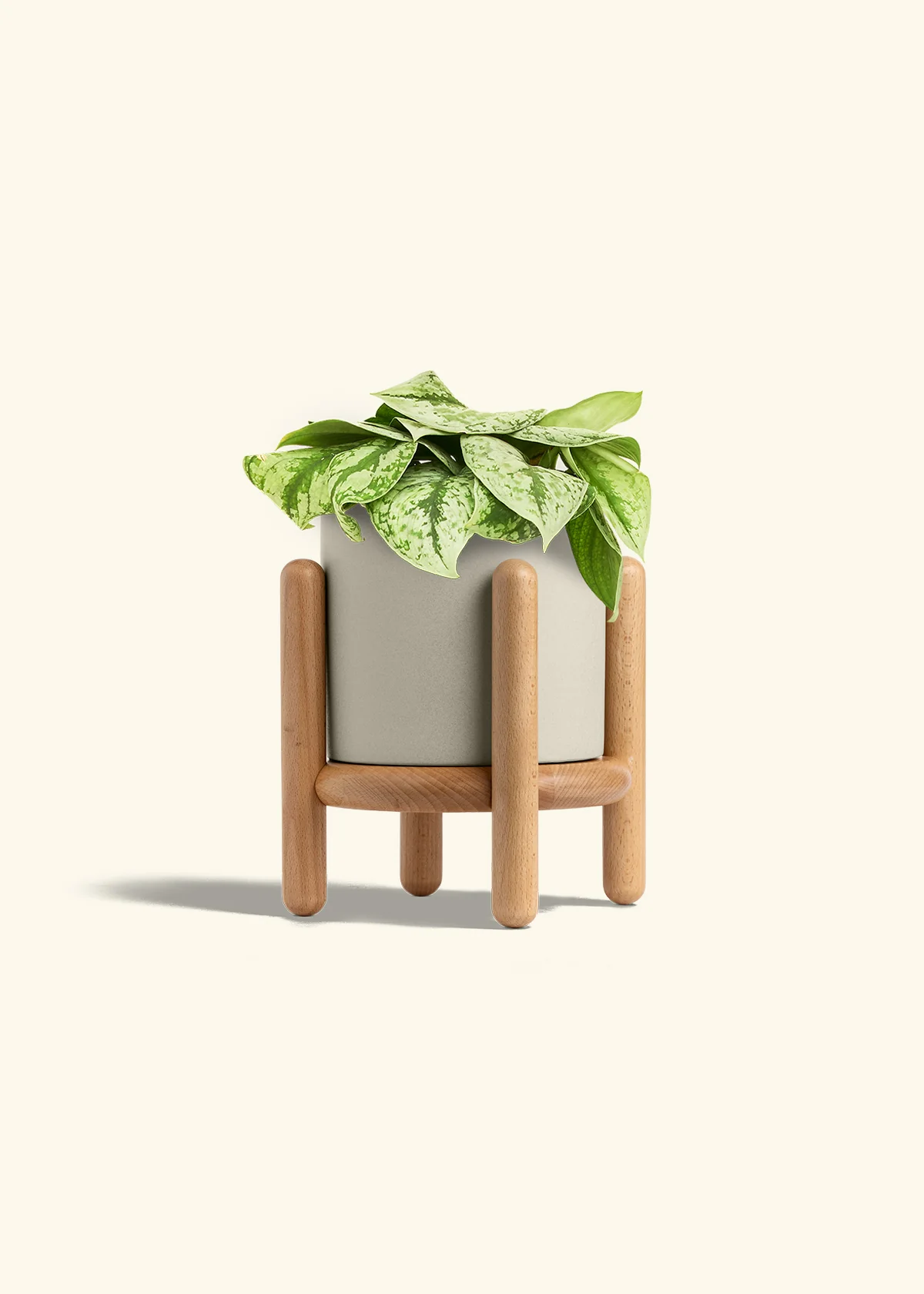 Silver Pothos 'Exotica', Medium - Image 35