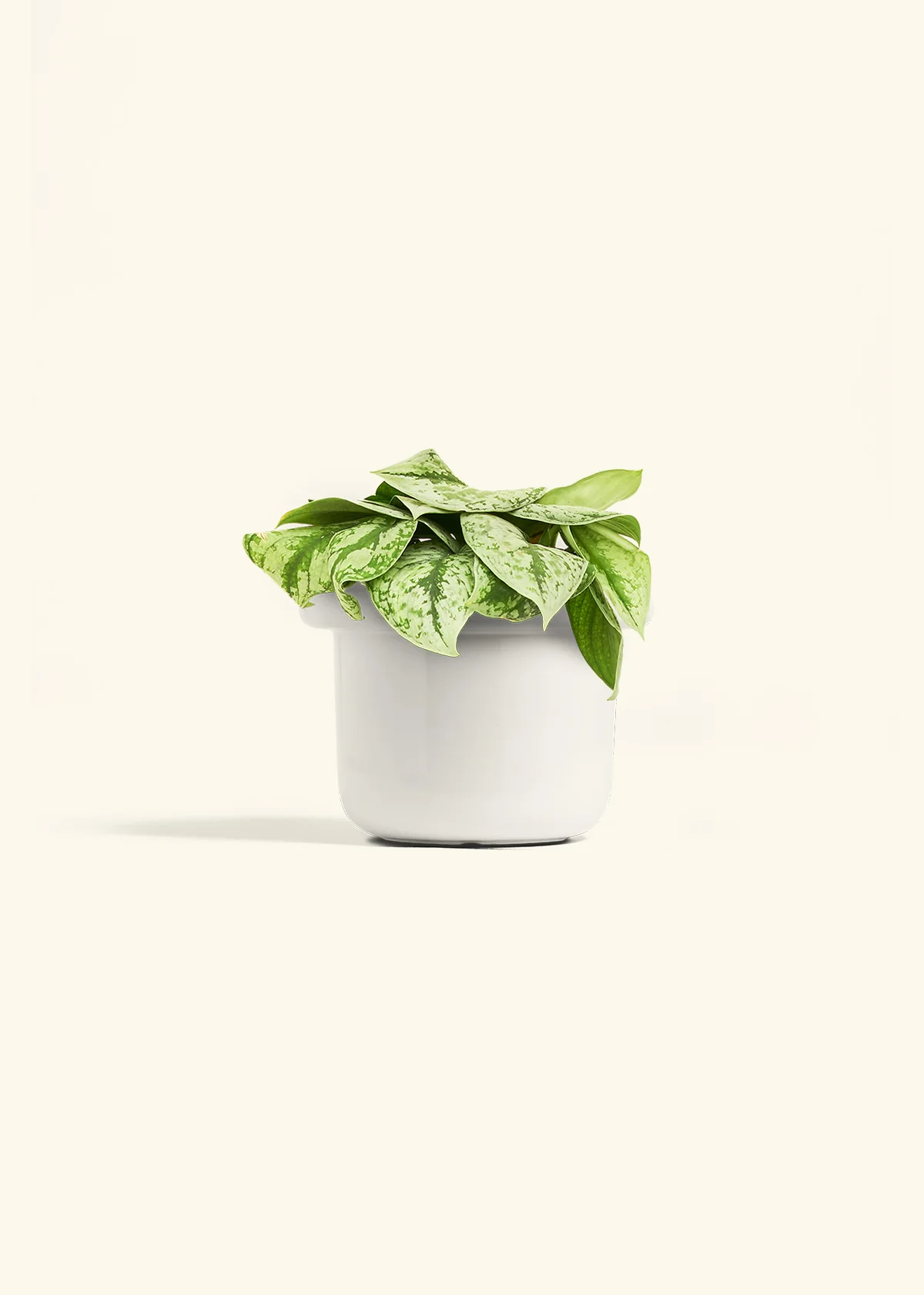 Silver Pothos 'Exotica', Medium - Image 4