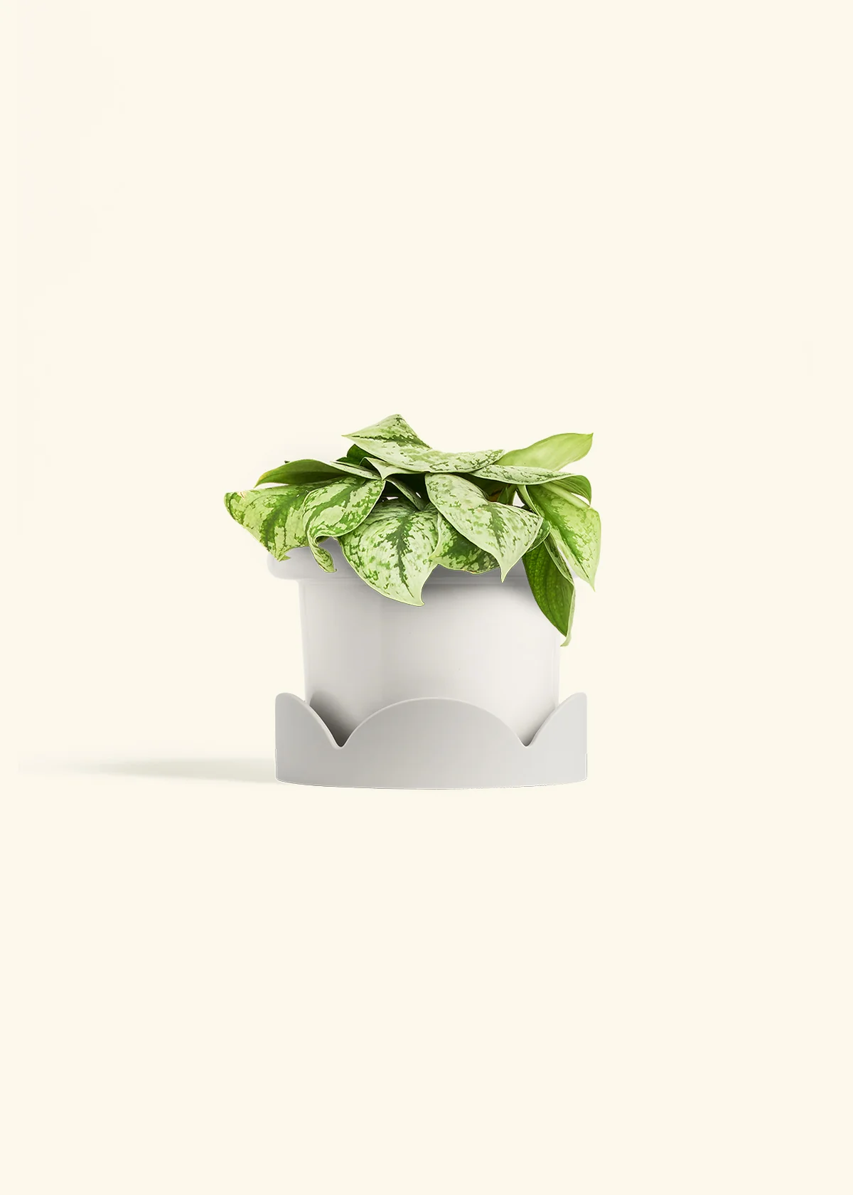 Silver Pothos 'Exotica', Medium - Image 6