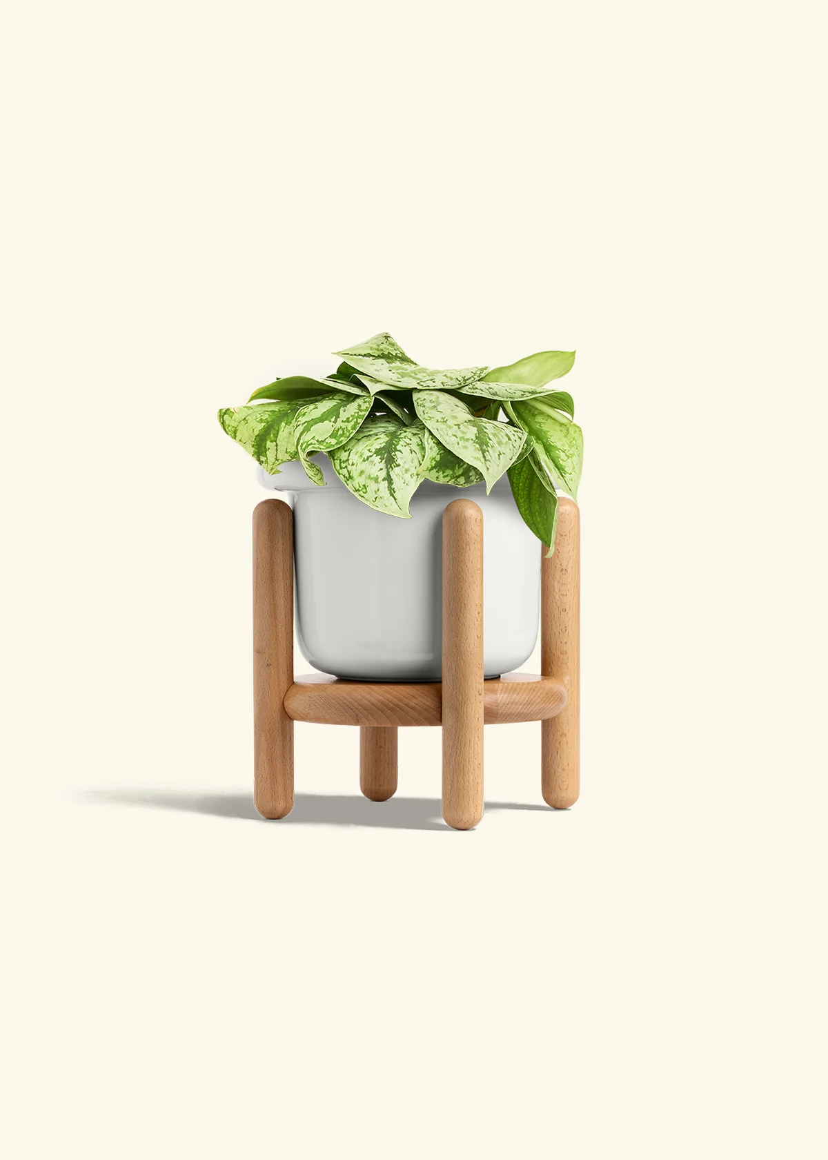 Silver Pothos 'Exotica', Medium - Image 7