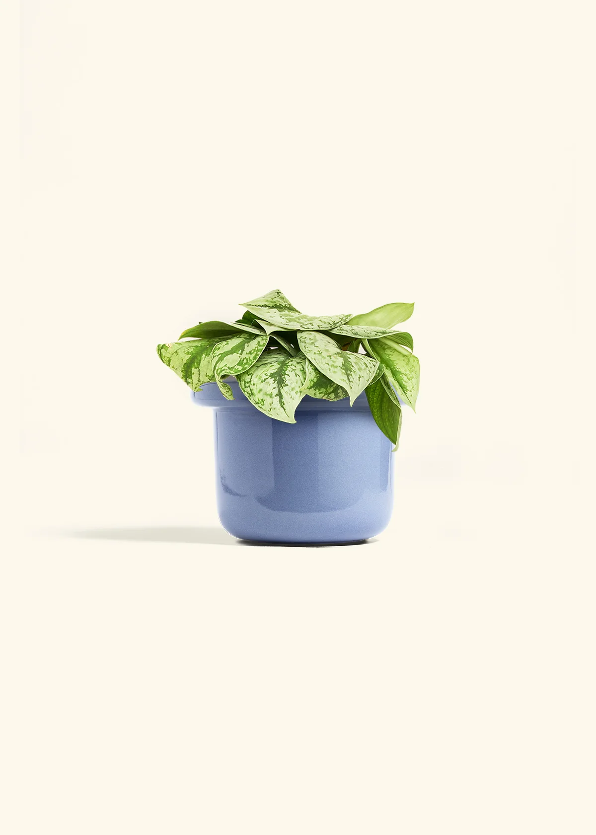 Silver Pothos 'Exotica', Medium - Image 8