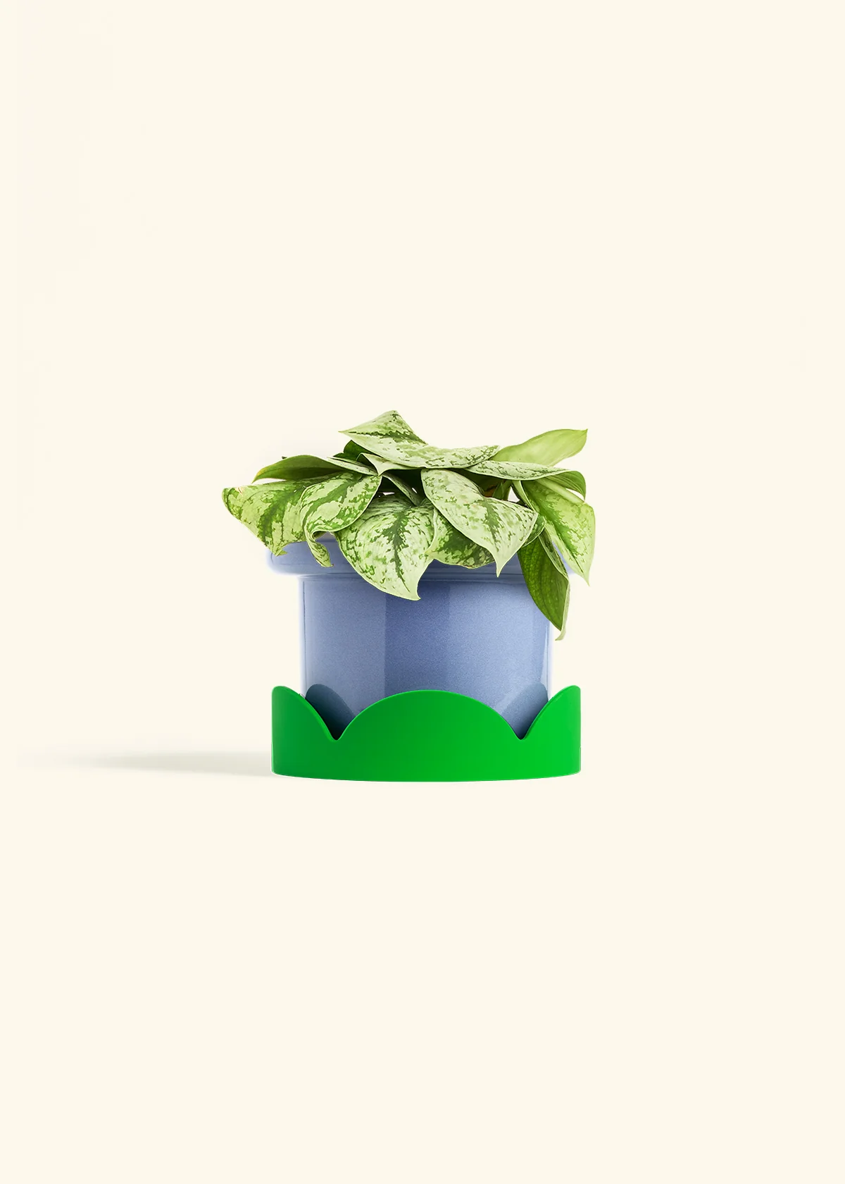 Silver Pothos 'Exotica', Medium - Image 9
