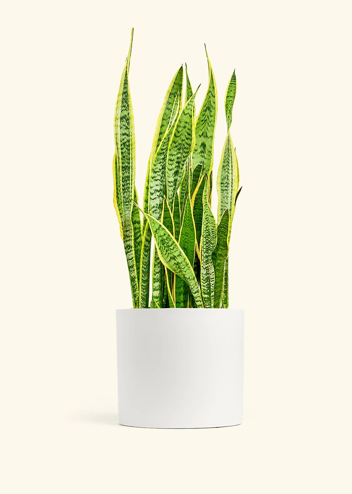 Snake Plant 'Laurentii', XL - Image 3