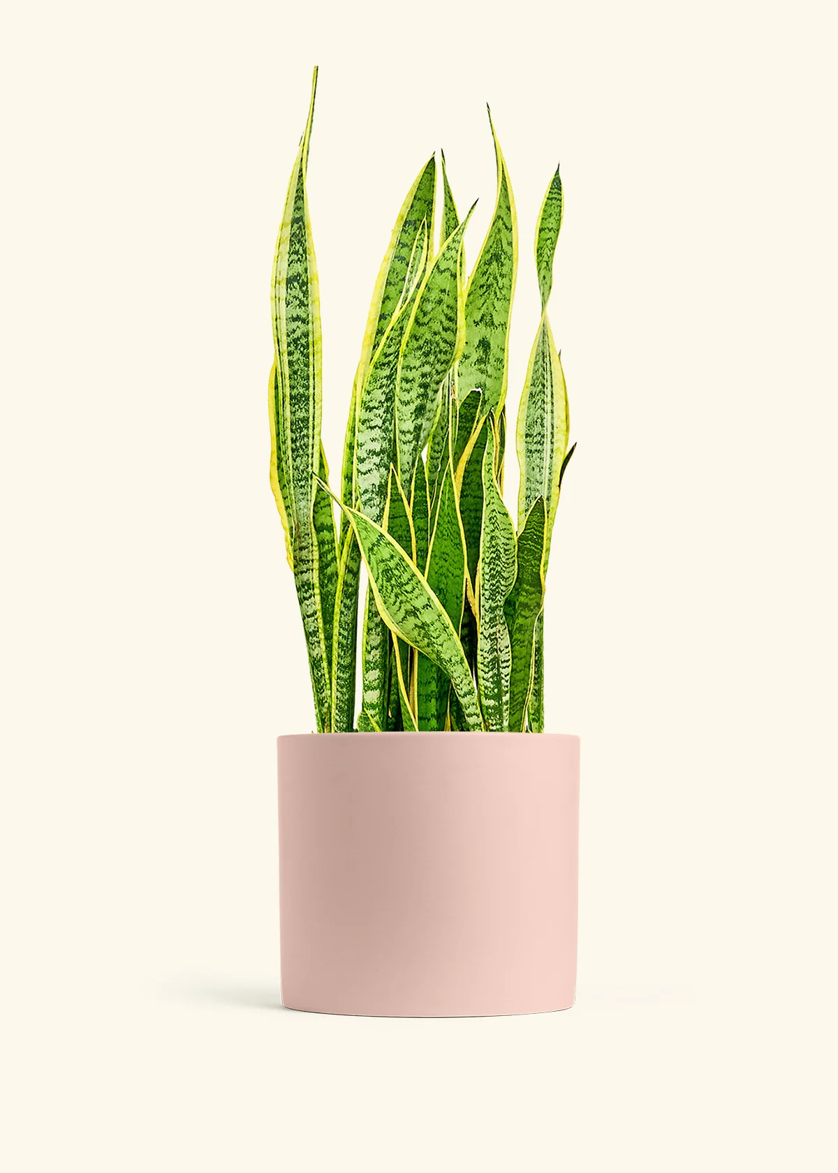 Snake Plant 'Laurentii', XL - Image 4