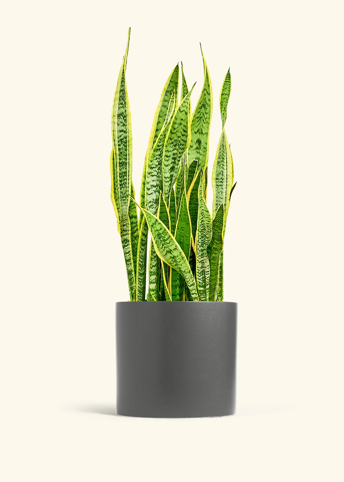 Snake Plant 'Laurentii', XL - Image 5