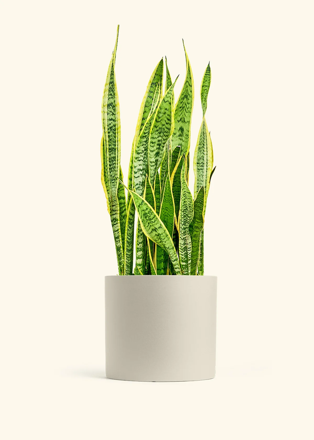 Snake Plant 'Laurentii', XL - Image 6