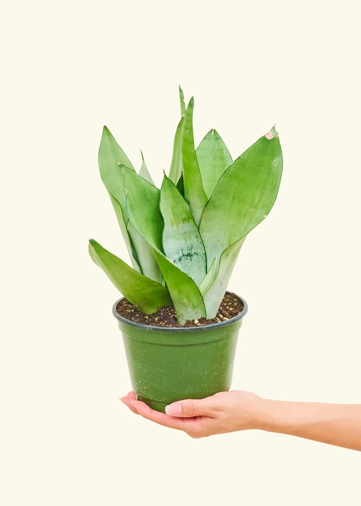 Moonshine Snake Plant, Medium - Image 3