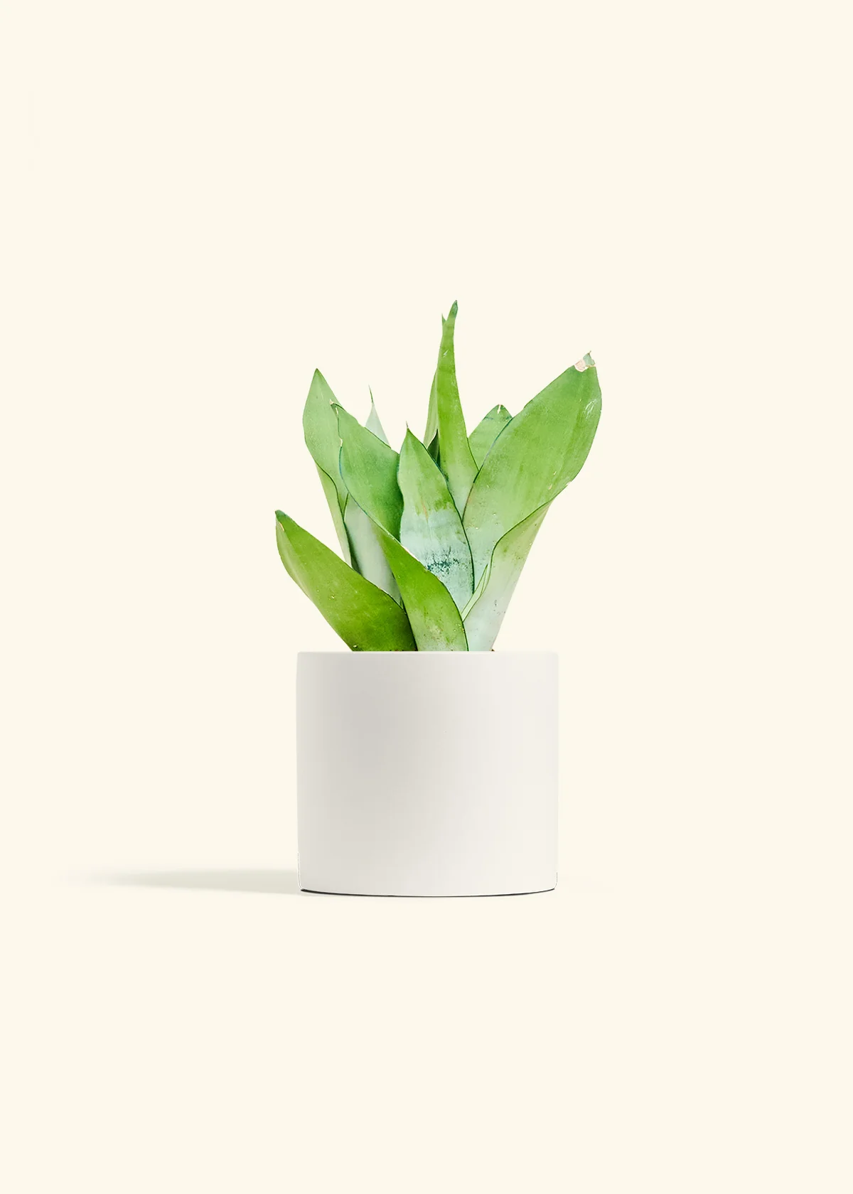 Moonshine Snake Plant, Medium - Image 4
