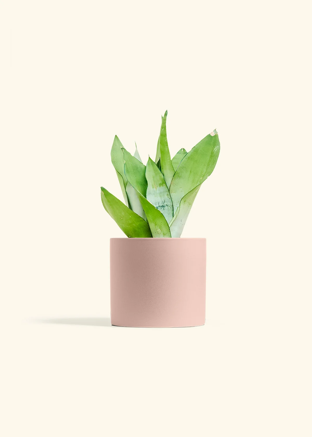 Moonshine Snake Plant, Medium - Image 5